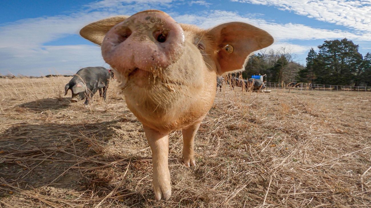 Pork